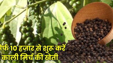 काली मिर्च की खेती