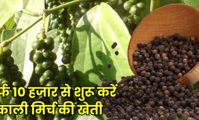 काली मिर्च की खेती