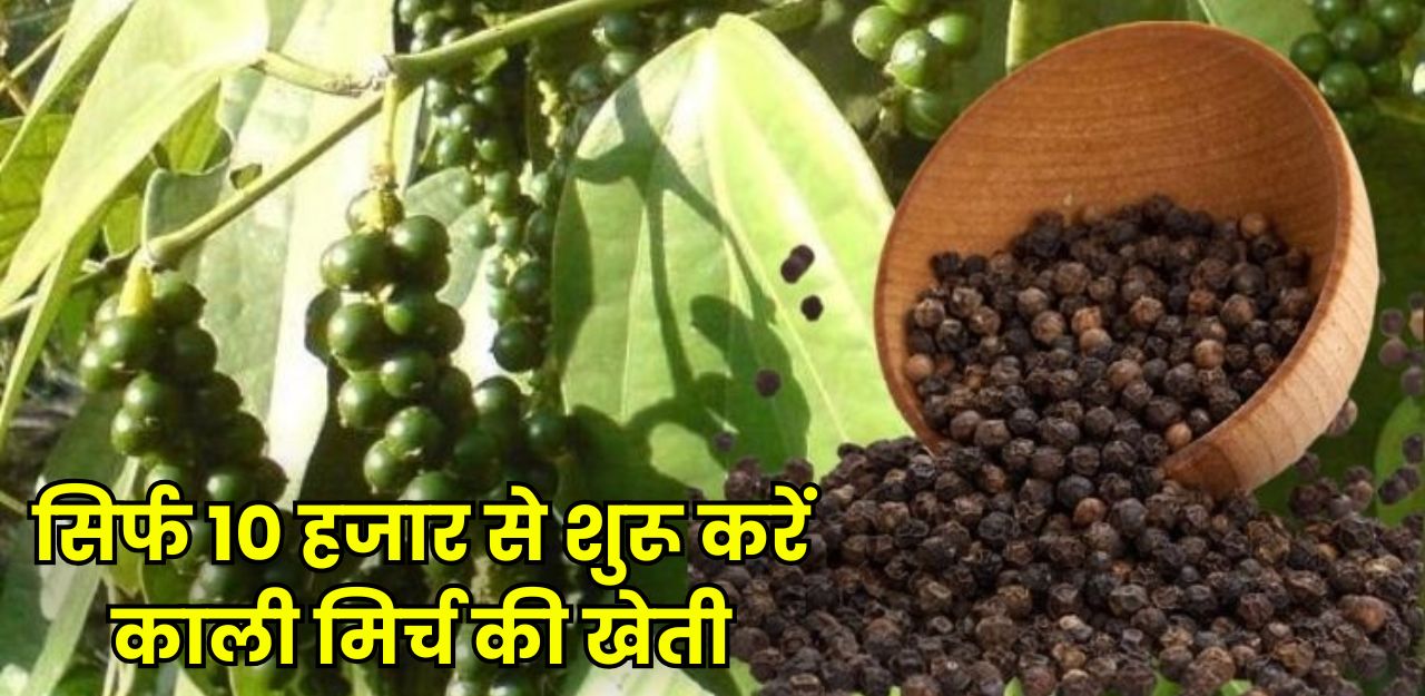 काली मिर्च की खेती